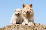 CHIEN FINNOIS DE LAPONIE 555
